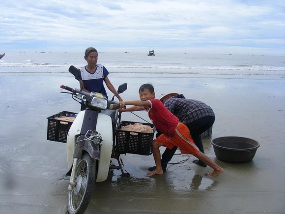 Được mùa ruốc biển ảnh 7