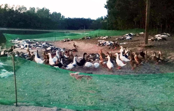 Điêu đứng vì đàn vịt trị giá 100 triệu bị kẻ xấu đầu độc chết chất thành đống ảnh 3