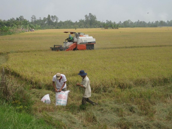 Giá lúa tăng ở ĐBSCL, nông dân có lãi ảnh 2