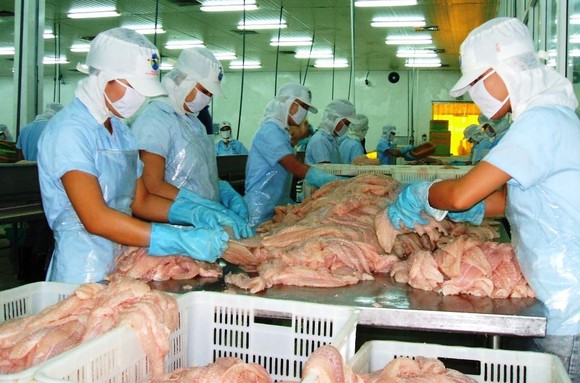 Cá tra giảm mạnh, người nuôi ở ĐBSCL lỗ nặng ảnh 1