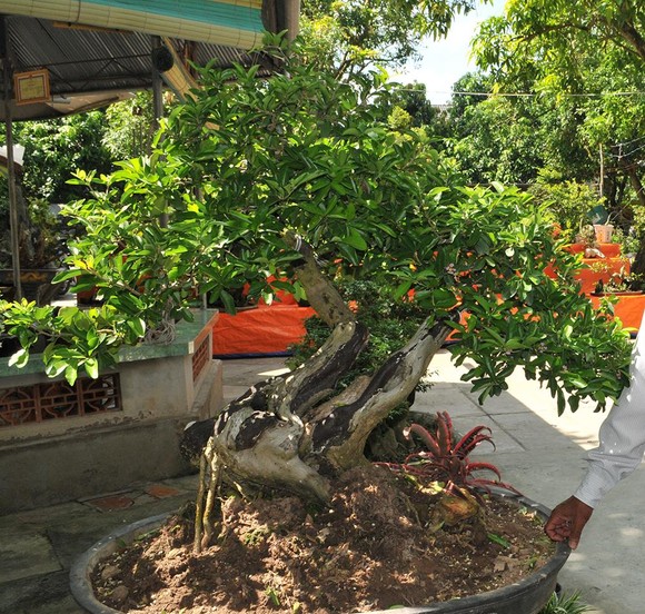 Đồng Tháp: Xoài bonsai cho lợi nhuận cao ảnh 2