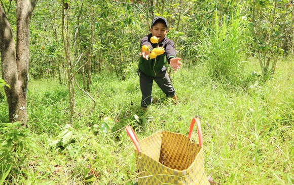 Rộn ràng mùa trái hồng ở Đà Lạt ảnh 7