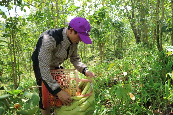 Rộn ràng mùa trái hồng ở Đà Lạt ảnh 8