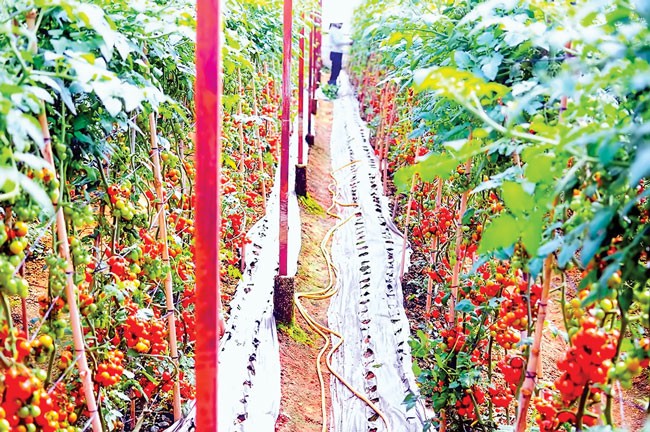 Phát triển NNCNC: Gian nan ứng dụng vào thực tế ảnh 1