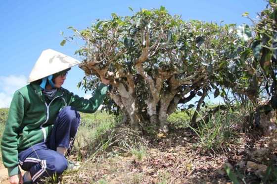 Khám phá vùng trà gần 100 năm ở Đà Lạt ảnh 9