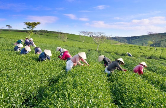 Khám phá vùng trà gần 100 năm ở Đà Lạt ảnh 3