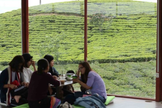 Khám phá vùng trà gần 100 năm ở Đà Lạt ảnh 7