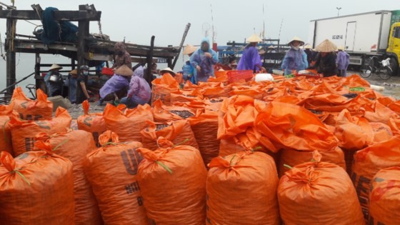 Fishermen harvest huge number of clams ảnh 1