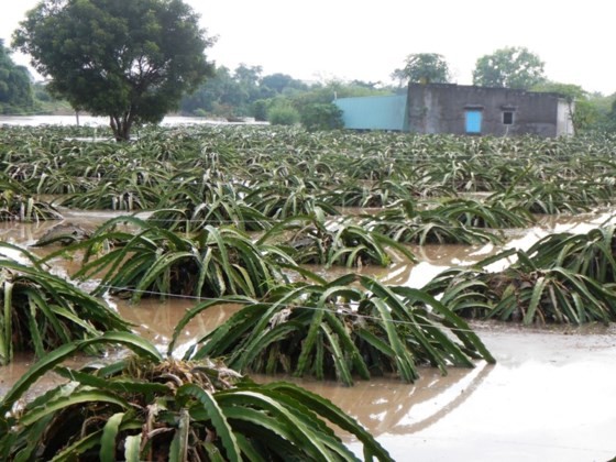Flooding suddenly occurs in Binh Thuan ảnh 2