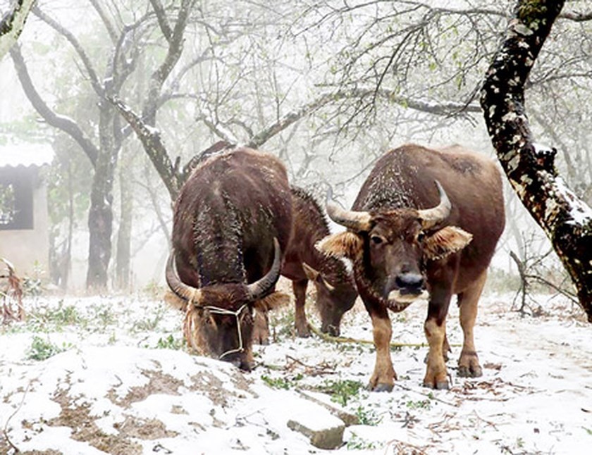 Snowfall covers Fansipan peak ảnh 1