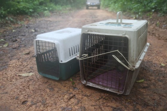 Golden pangolin and wild cat species released to Cat Tien National Park ảnh 1