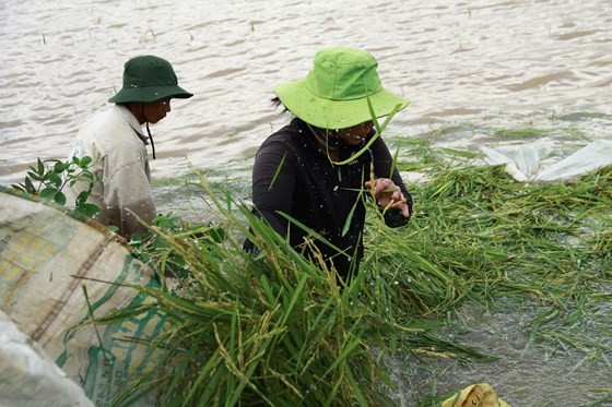 Dak Lak reinforcing dyke systems ảnh 1
