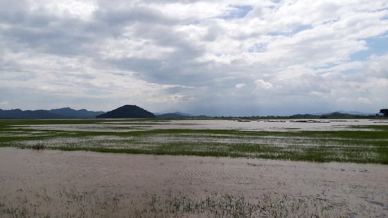 Dak Lak reinforcing dyke systems ảnh 2