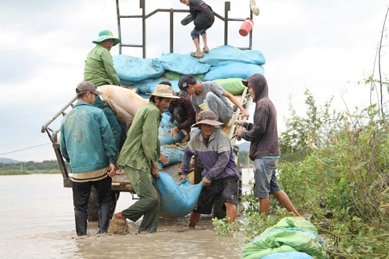 Dak Lak reinforcing dyke systems ảnh 4