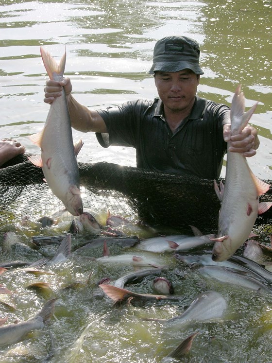 Pangasius, vegetable prices highly increase in Mekong Delta ảnh 1