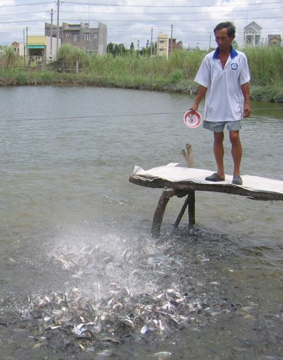 Price of pangasius fish exceeds VND30,000 per kilogram ảnh 1