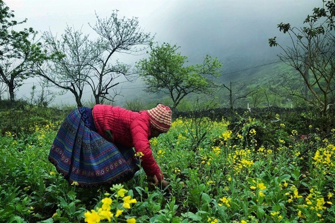 Spring in plateau ảnh 4
