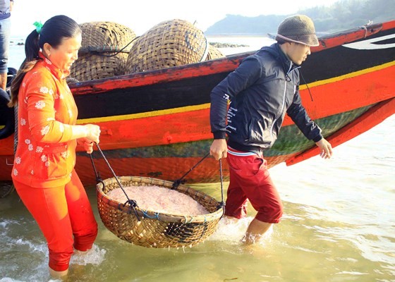 Quang Ngai fishermen enjoys bumper tiny shrimp catch yearend ảnh 1