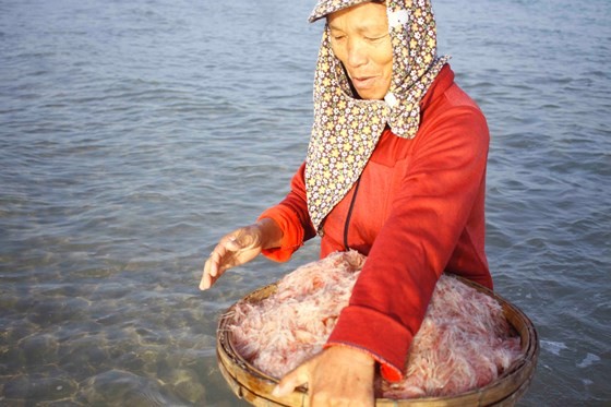 Quang Ngai fishermen enjoys bumper tiny shrimp catch yearend ảnh 4