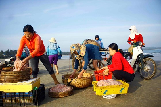Quang Ngai fishermen enjoys bumper tiny shrimp catch yearend ảnh 7