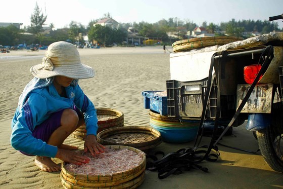 Quang Ngai fishermen enjoys bumper tiny shrimp catch yearend ảnh 8