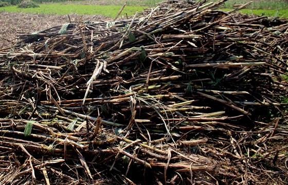Farmers burn down sugarcane fields due to low price ảnh 2