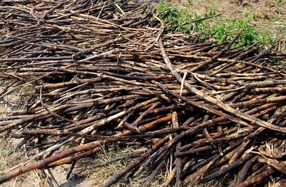 Farmers burn down sugarcane fields due to low price ảnh 1