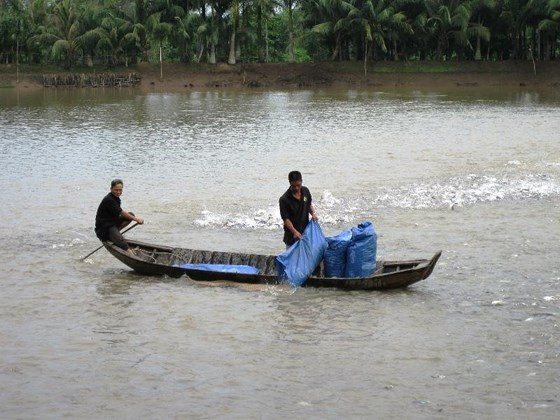 Prices of pangasius fish unexpectedly fall ảnh 1