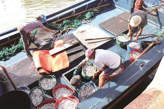 Trade villages with century history of fish sauce production ảnh 3