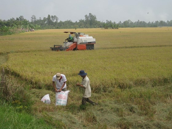 Paddy prices edge up in Mekong Delta provinces ảnh 1