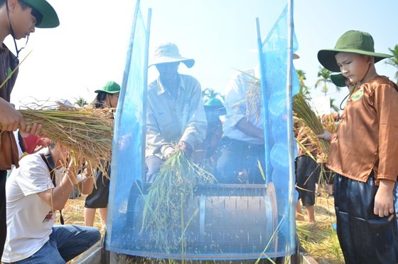Hundreds of little farmers harvest rice in Quang Ngai province ảnh 3
