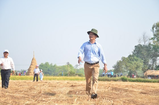 Hundreds of little farmers harvest rice in Quang Ngai province ảnh 5