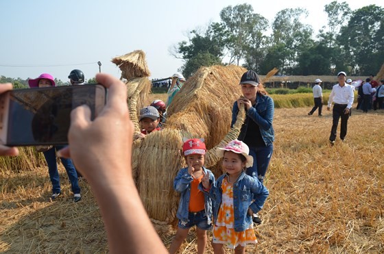 Hundreds of little farmers harvest rice in Quang Ngai province ảnh 6