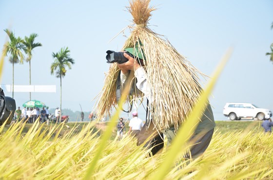Hundreds of little farmers harvest rice in Quang Ngai province ảnh 7