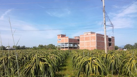 Dragon fruit price plunges after hitting record high in Binh Thuan province ảnh 2