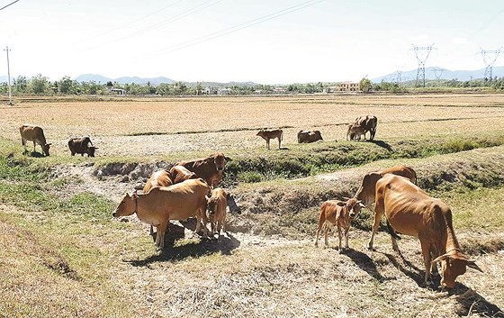 Central, Northern regions grilled under long-lasting heat wave ảnh 5