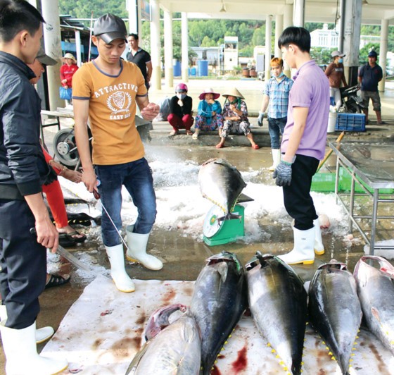 Khanh Hoa fishermen enjoy bumper catch ảnh 1