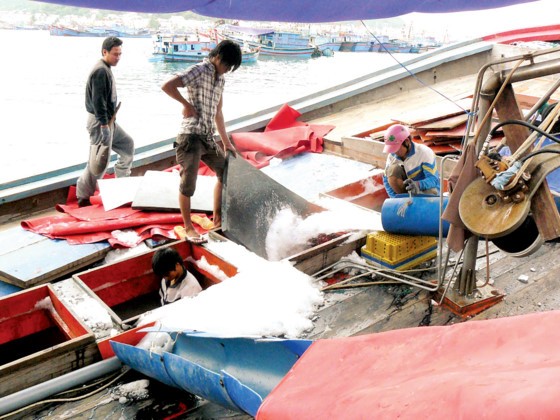 Khanh Hoa fishermen enjoy bumper catch ảnh 3
