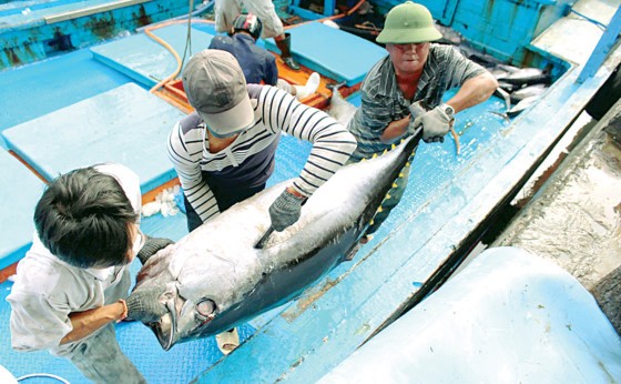Khanh Hoa fishermen enjoy bumper catch ảnh 4