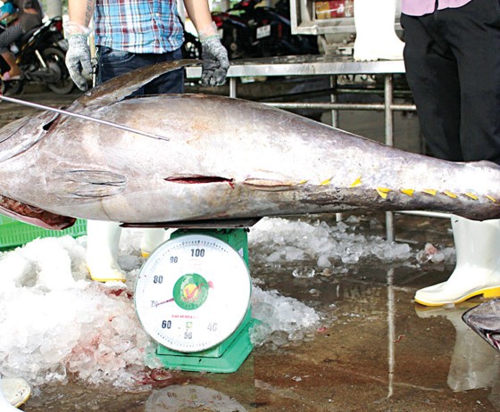 Khanh Hoa fishermen enjoy bumper catch ảnh 5