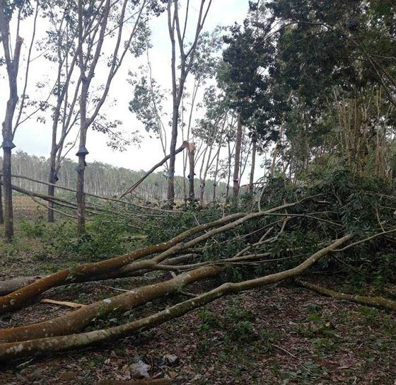 Hailstorm & whirlwind damage dozens of houses in Kontum ảnh 1