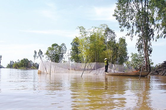 Mekong Delta deals actively with floods ảnh 1