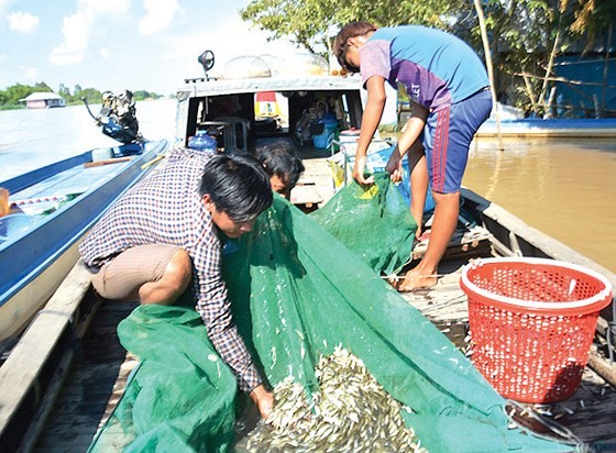 Mekong farmers earn money on early flooding season ảnh 4
