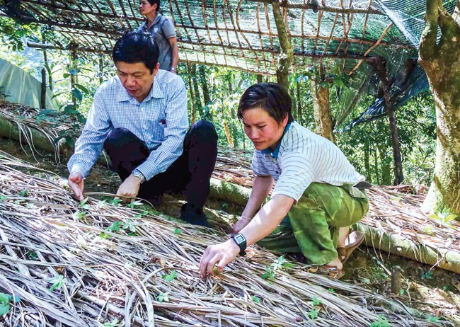 Gập ghềnh du lịch vùng sâm Ngọc Linh ảnh 2