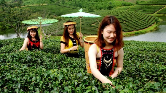 Ngỡ ngàng ốc đảo chè đầu tiên của Việt Nam ảnh 2