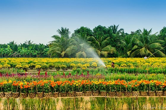 Trải nghiá»m vÄn hóa Äá»ng Tháp tại TPHCM ảnh 3