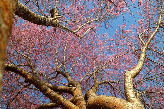 Mai anh Äà o Äua nhau khoe sắc khắp Äà Lạt ảnh 12