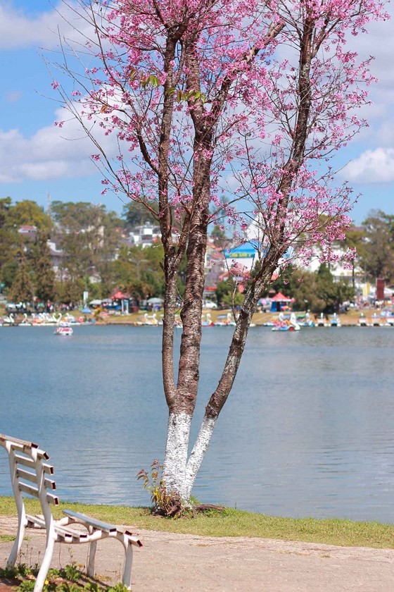 Mai anh Äà o Äua nhau khoe sắc khắp Äà Lạt ảnh 3