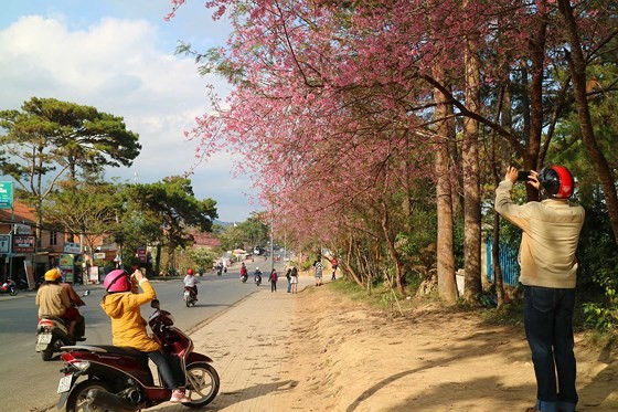Mai anh Äà o Äua nhau khoe sắc khắp Äà Lạt ảnh 4