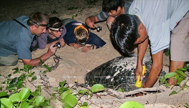 Con Dao National Park â nesting haven for sea turtles áº£nh 1